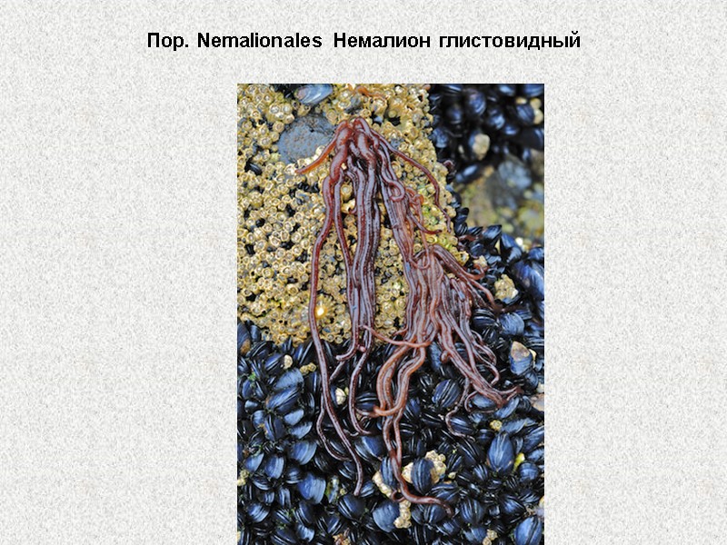 Пор. Nemalionales Немалион глистовидный